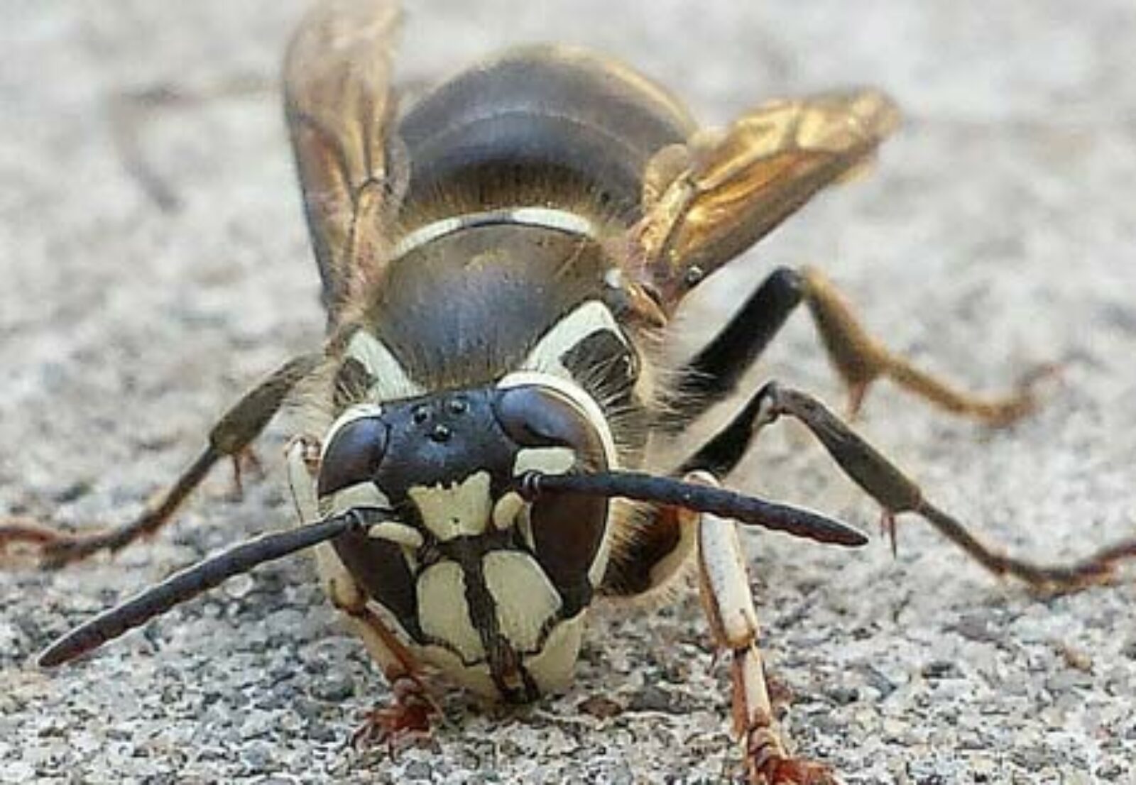 Hornet Removal