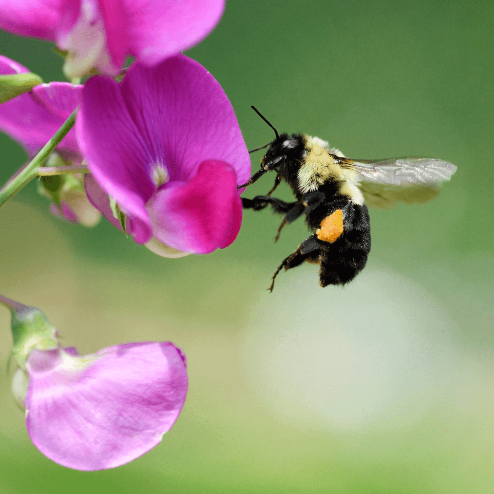 How Local Flowers and Plants Attract Bees