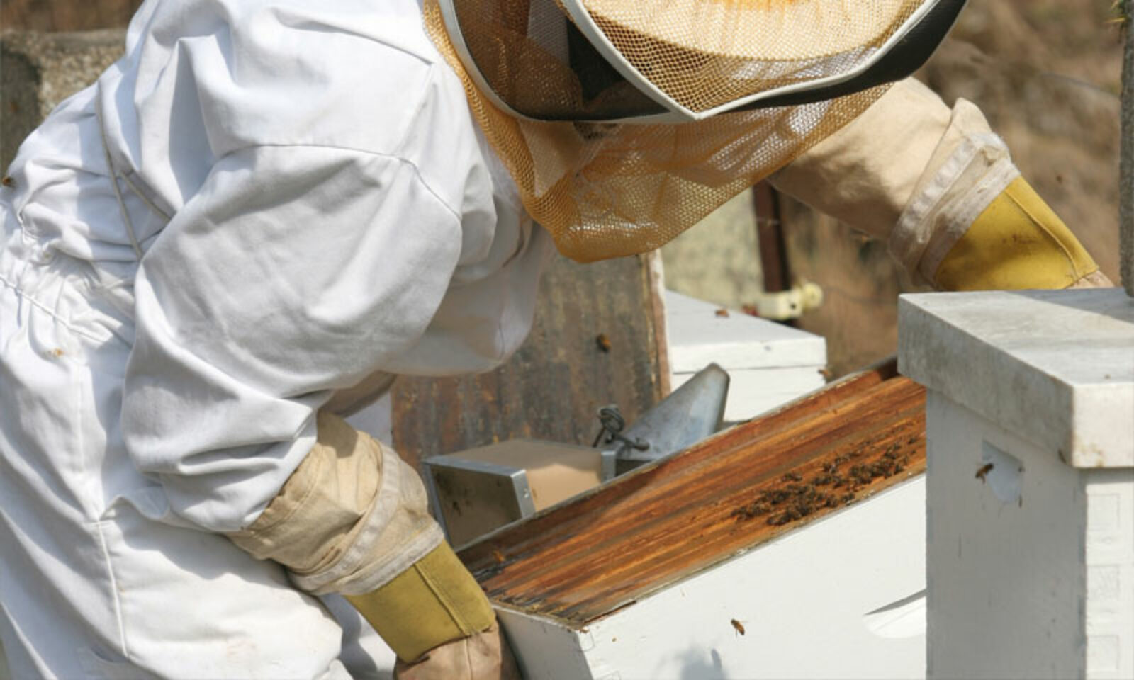 Buy Local Honey