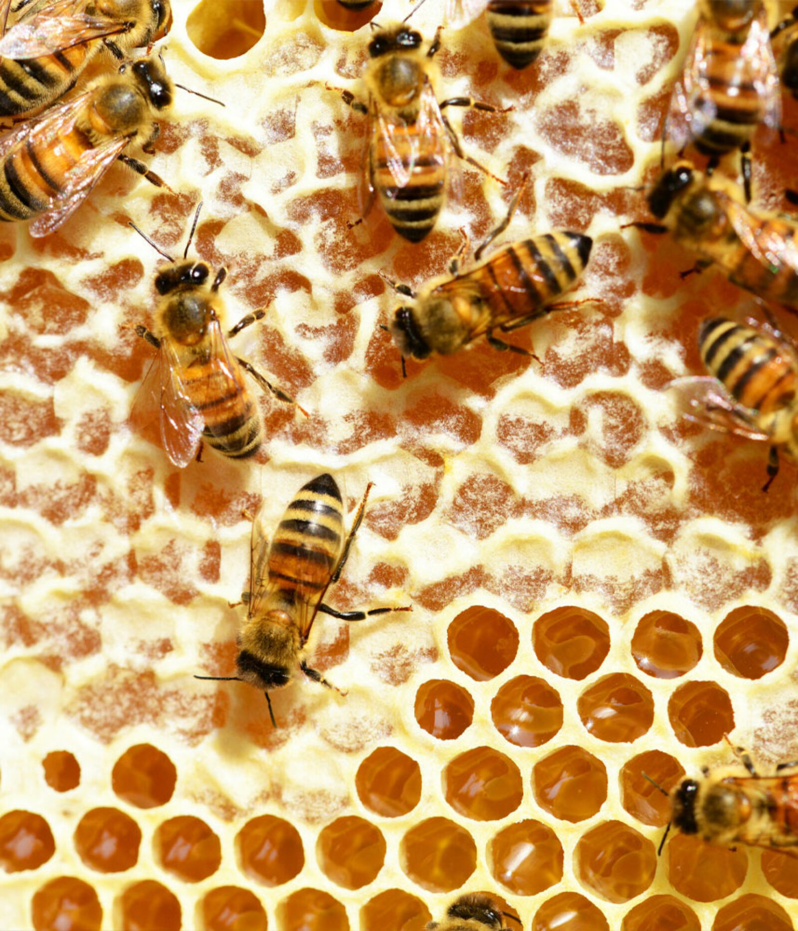 Springtime Bee Activity: What You Need to Know About Honey Bees, Yellow Jackets, and Hornets