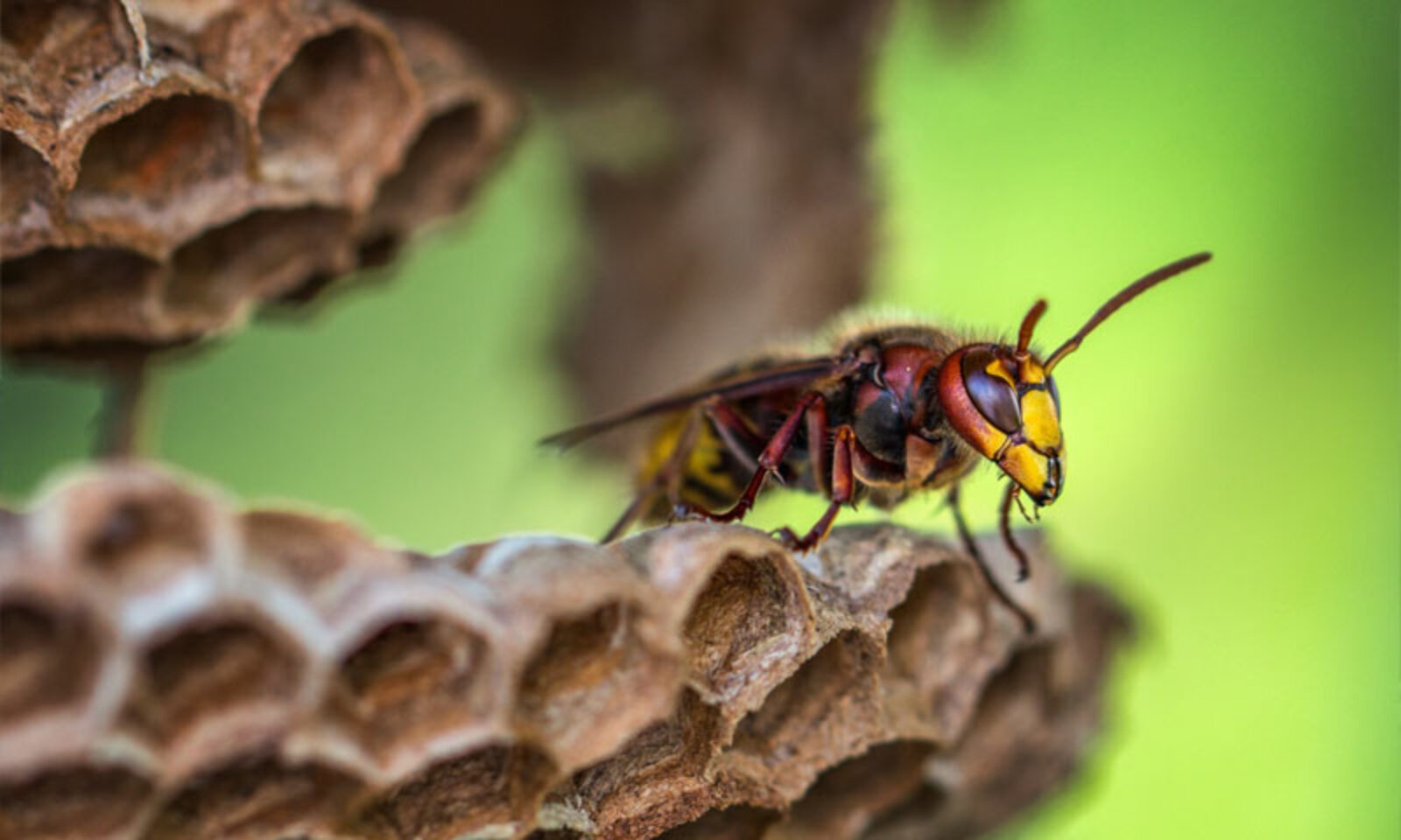 Hornet Removal