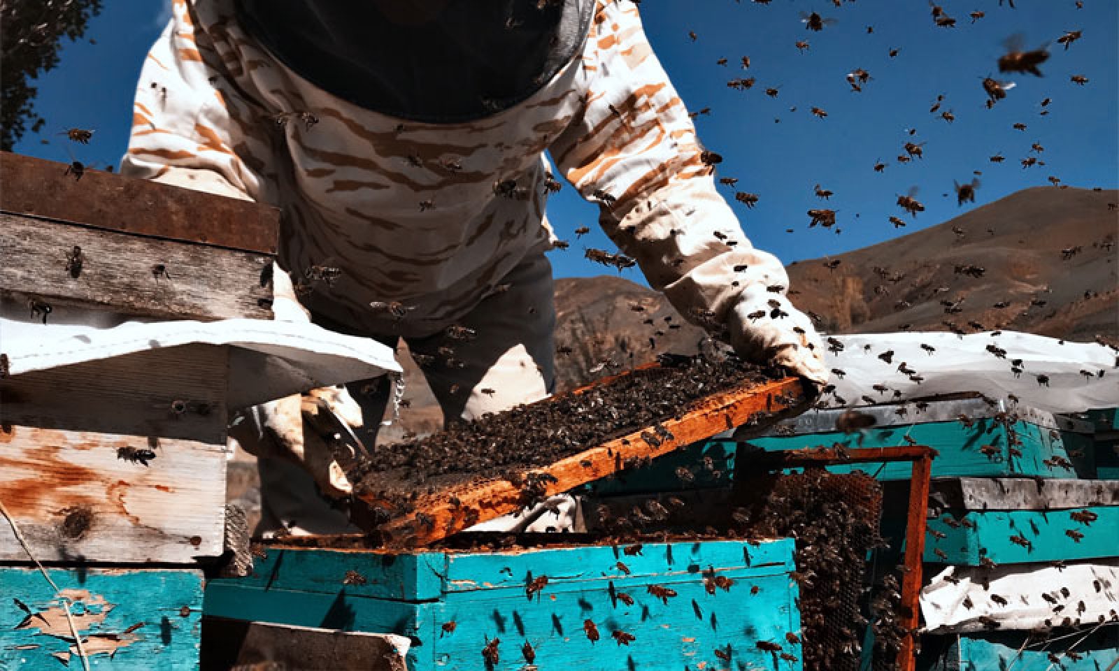 Tools and Safety Gear Used in Bee Removal