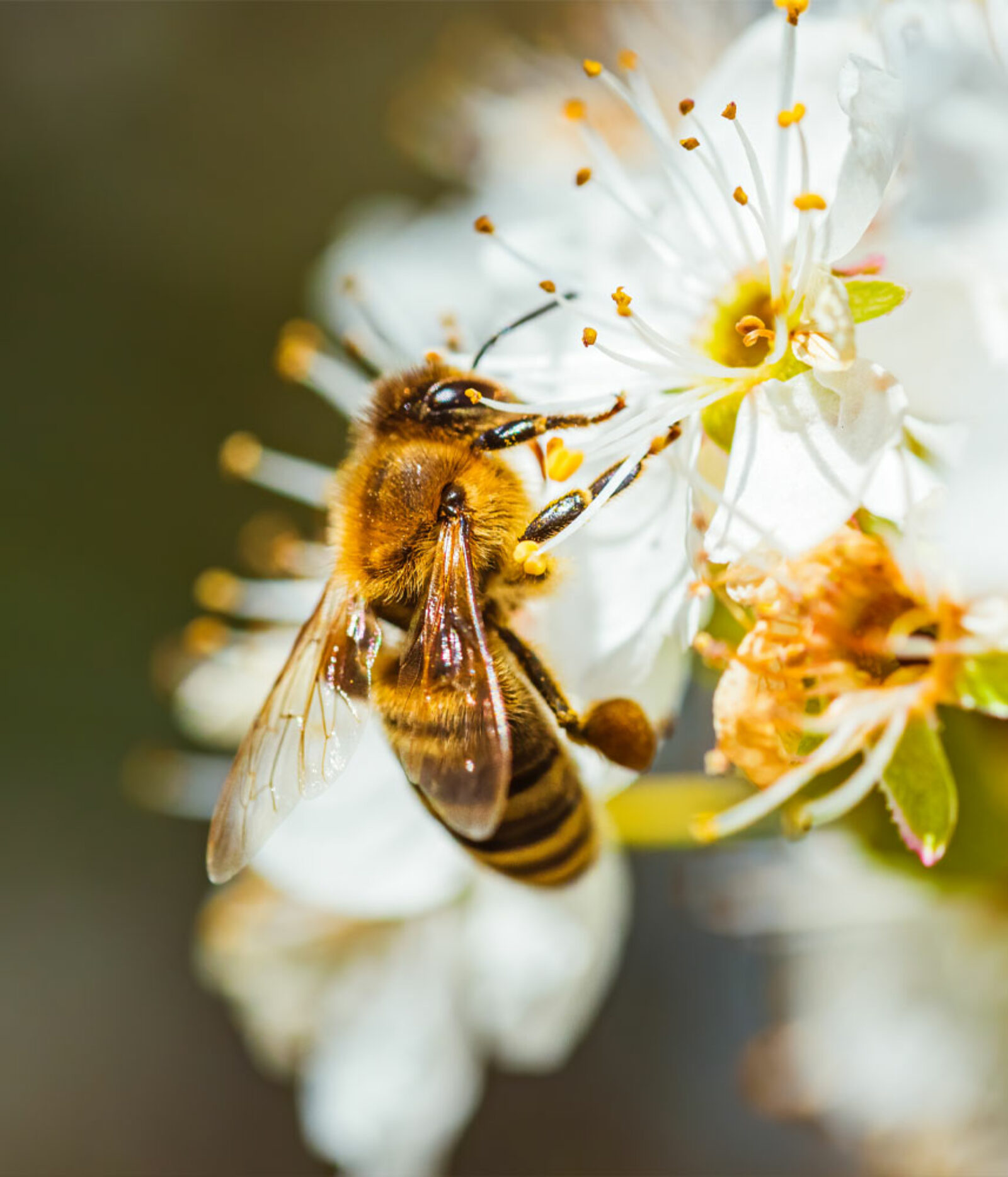 How to Prepare for Spring Weather and Bee Activity