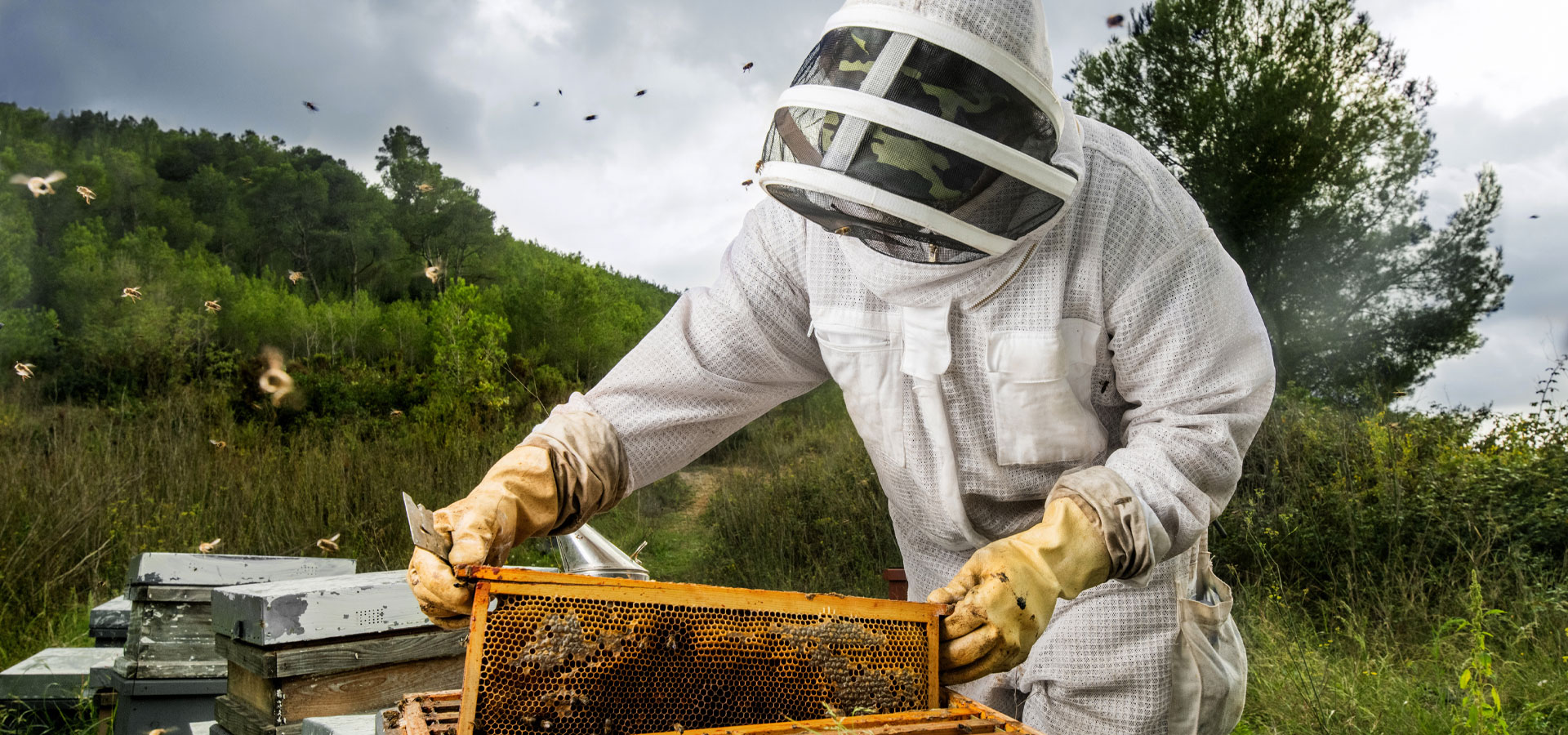 Live Bee Removal & Relocation
