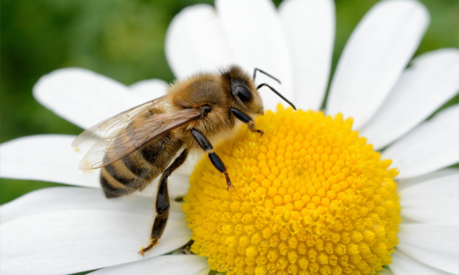 How I Became a Bee Removal Expert