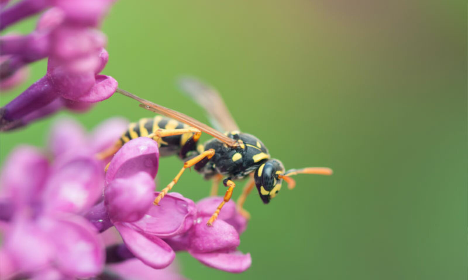 Yellow Jacket Removal