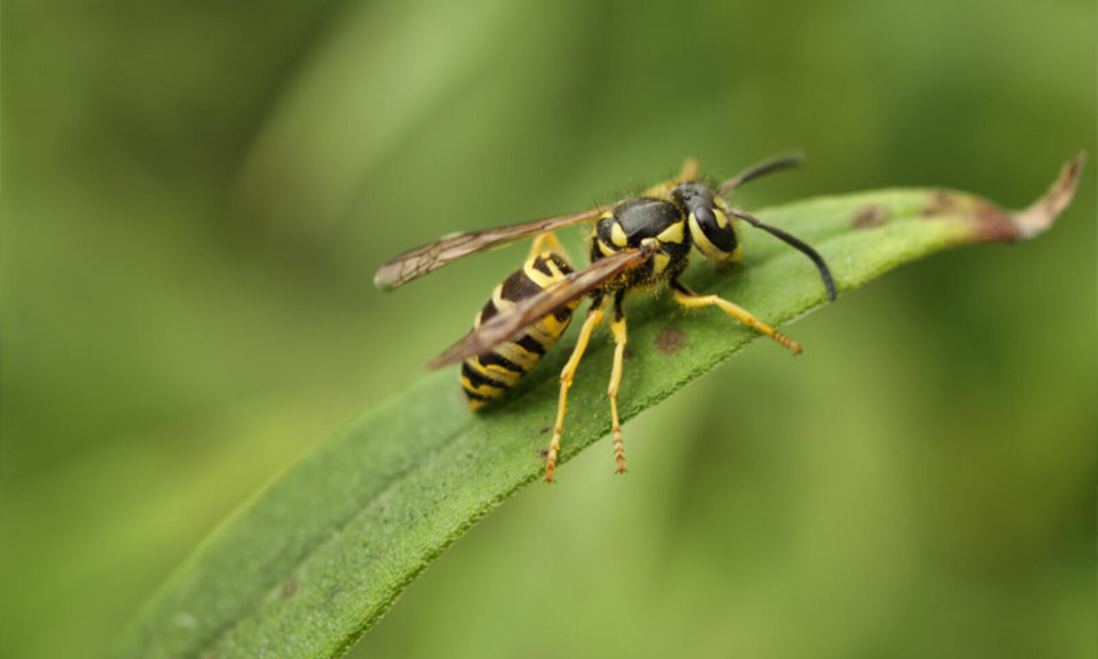 Winter’s Impact on Bees and Their Hives: What You Should Know