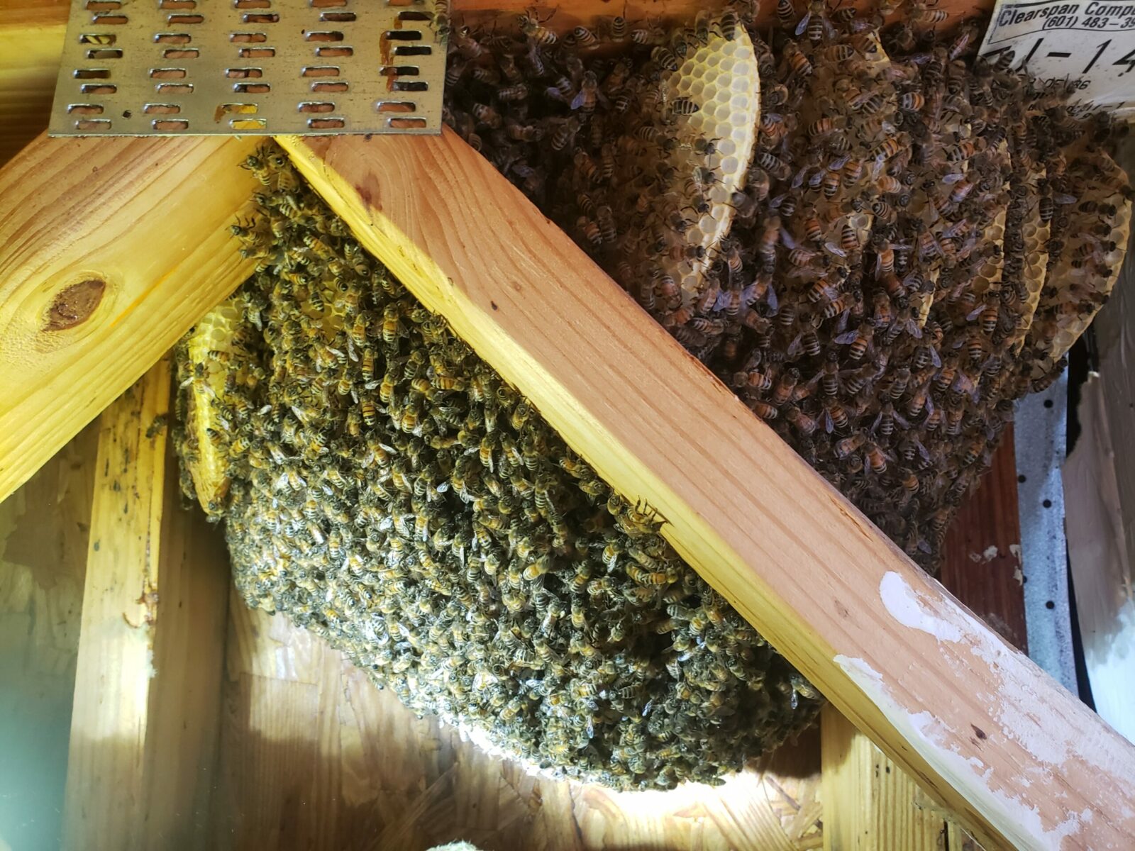 Get a Free Bee Removal Estimate Near You