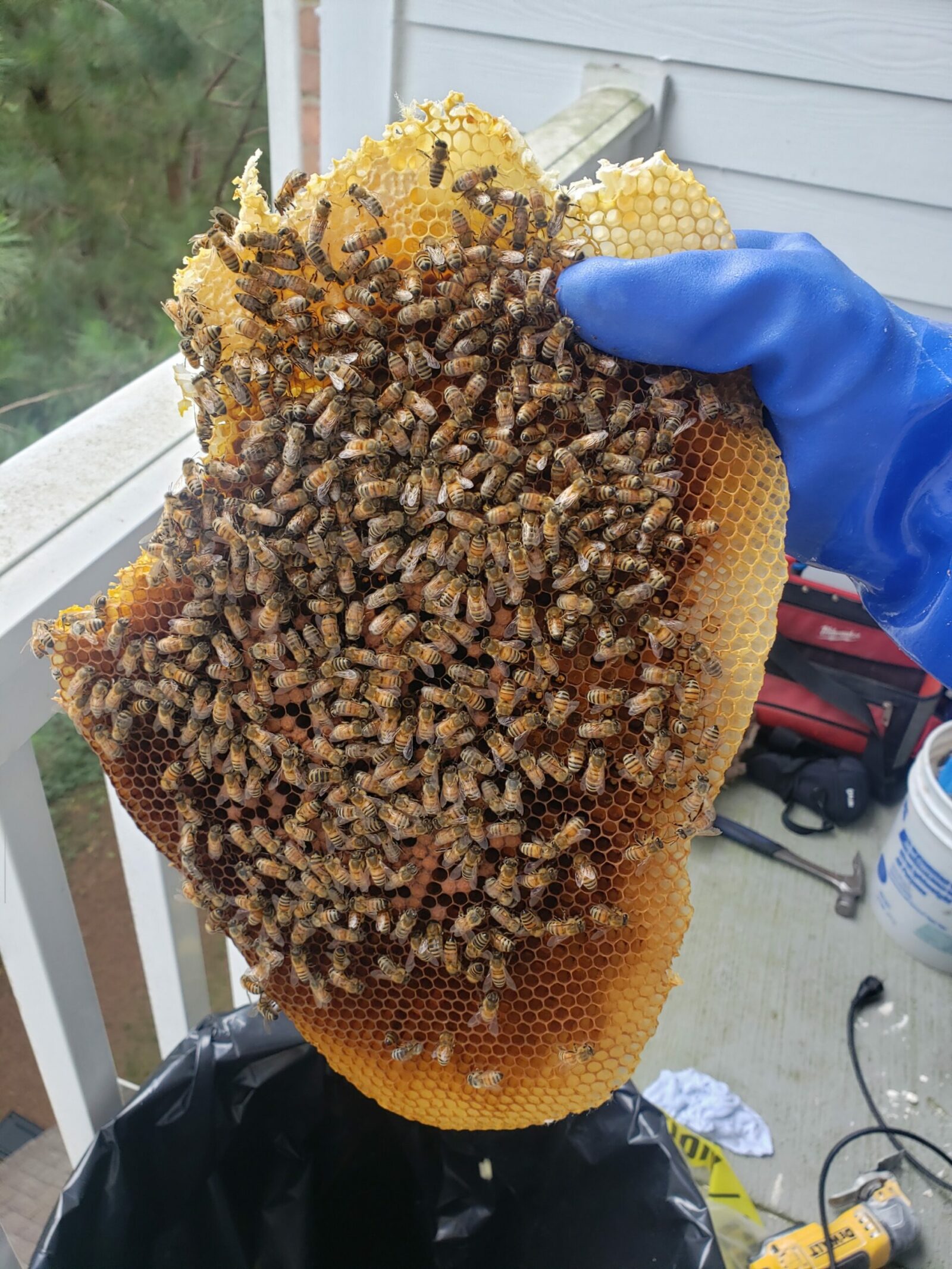 How to Find the Best Bee Removal Company Near Me