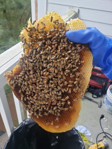 3-removing-piece-of-comb