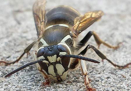 bald-faced-hornet