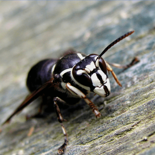bald-faced-hornets