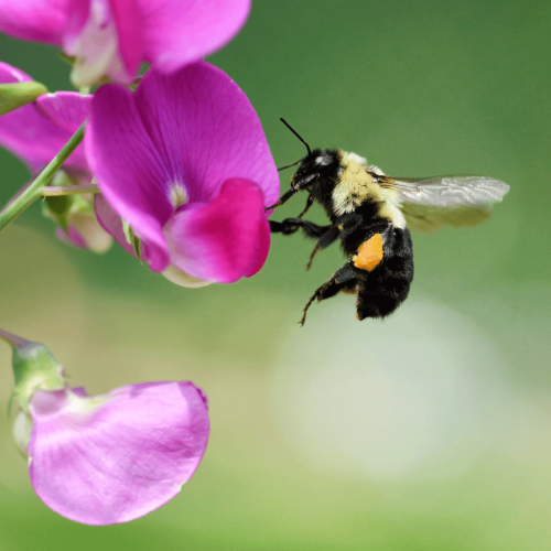 bumble-bees