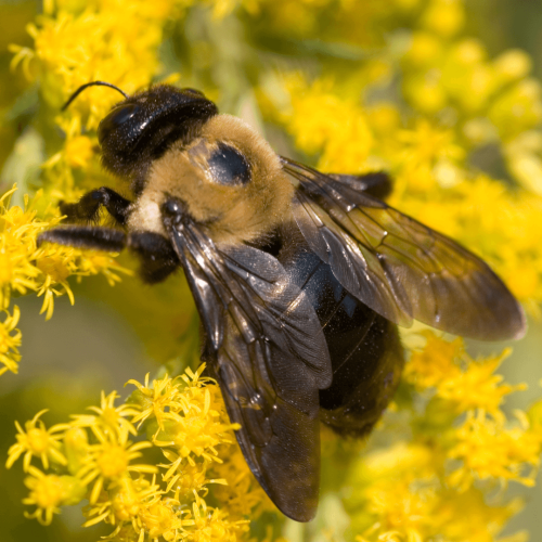 carpenter-bees