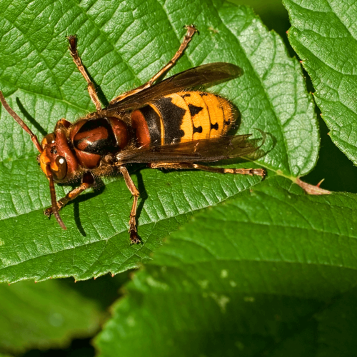 european-hornets