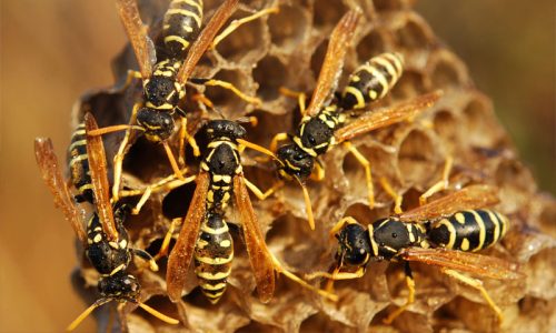 Bee Removal in Kokomo, IN