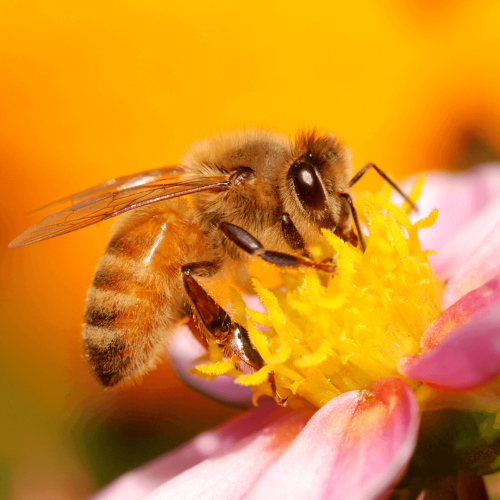 honey-bee