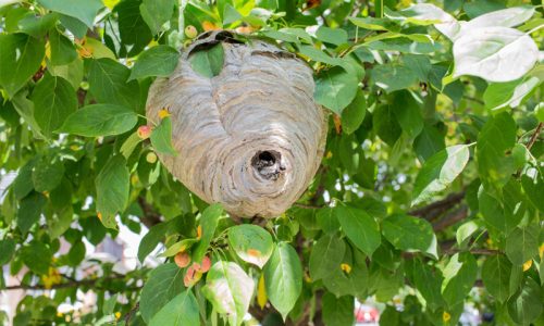 hornet-removal