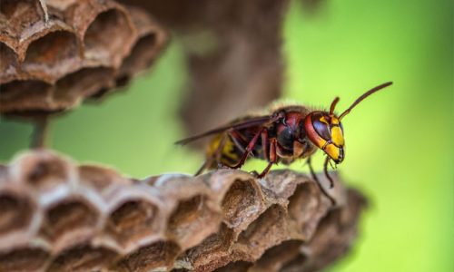 hornet-removal