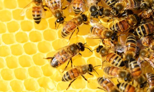 id-your-bee