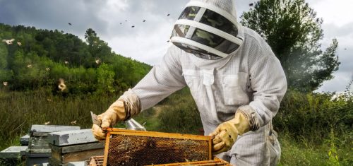live-bee-removal--relocation