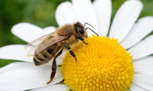 live-honey-bee-removal-and-relocation