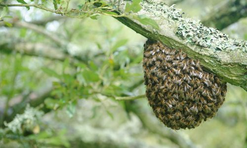 live-honey-bee-removal-and-relocation