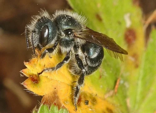 mason-bee