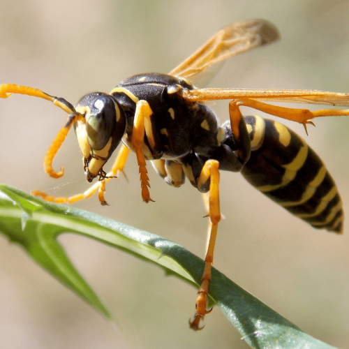 wasps
