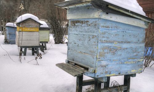 winters-impact-on-bees-and-their-hives-what-you-should-know
