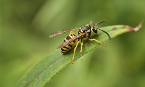 yellow-jacket-removal