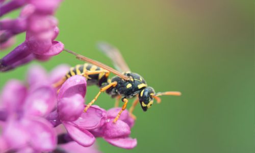 yellow-jacket-removal