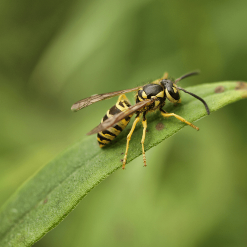 yellow-jackets