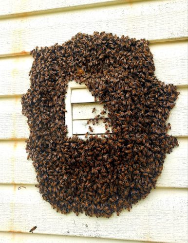 bee-swarm-at-dryer-vent.jpg