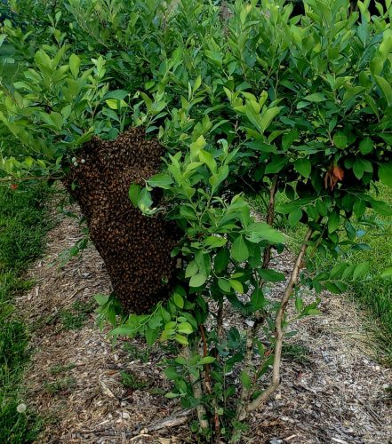 bee-swarm-in-blueberry-bush.jpg