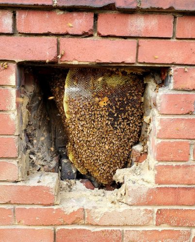 bee-swarm-in-brick-wall.jpg
