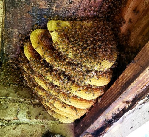 bee-swarm-in-floor-joist.jpg