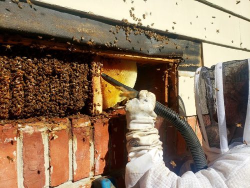 beekeeper-removing-bees.jpg