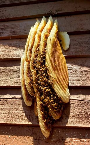 exposed-honey-bee-hive-cedar-siding.jpg