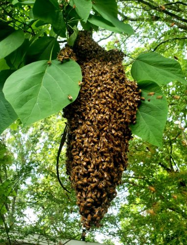 hanging-bee-swarm.jpg