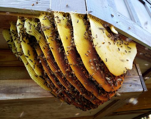 honey-bees-comb-overhang.jpg