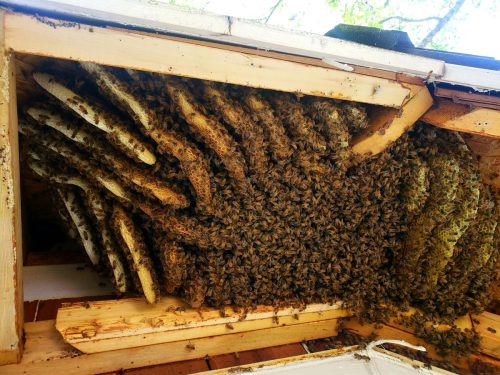 honey-bees-in-eaves.jpg