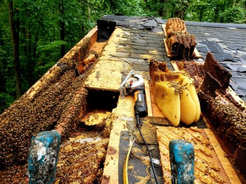honeybee-removal-from-roof.jpg