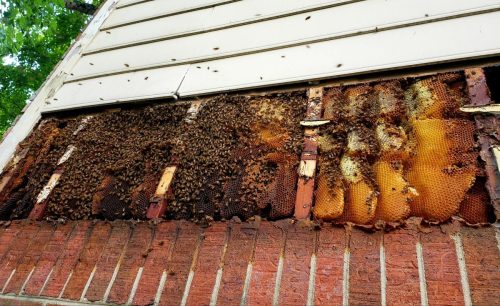 honeybees-behind-siding.jpg