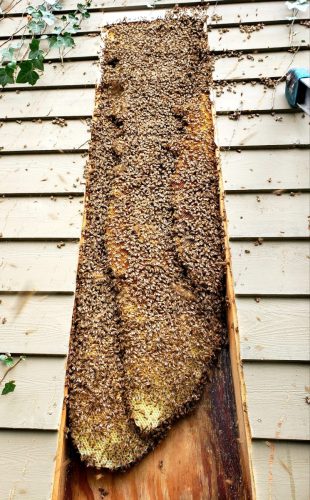 honeybees-in-wall.jpg