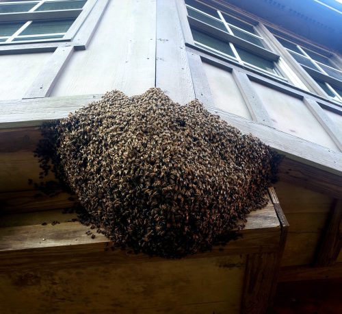 huge-exposed-honey-bee-hive.jpg