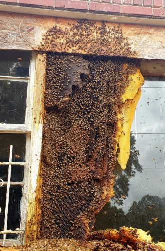 huge-honey-bee-colony-on-window.jpg