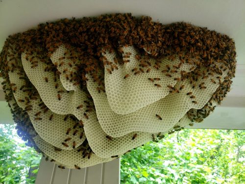 large-bee-swarm-on-ceiling.jpg